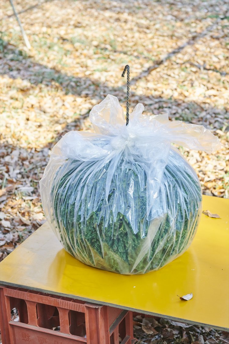 直径約45cmの見事な杉玉さん。編集部に飾って、毎日めでています！