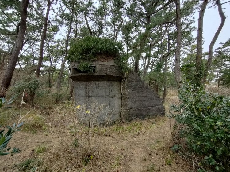 おおお……。緑の毛が生えている。