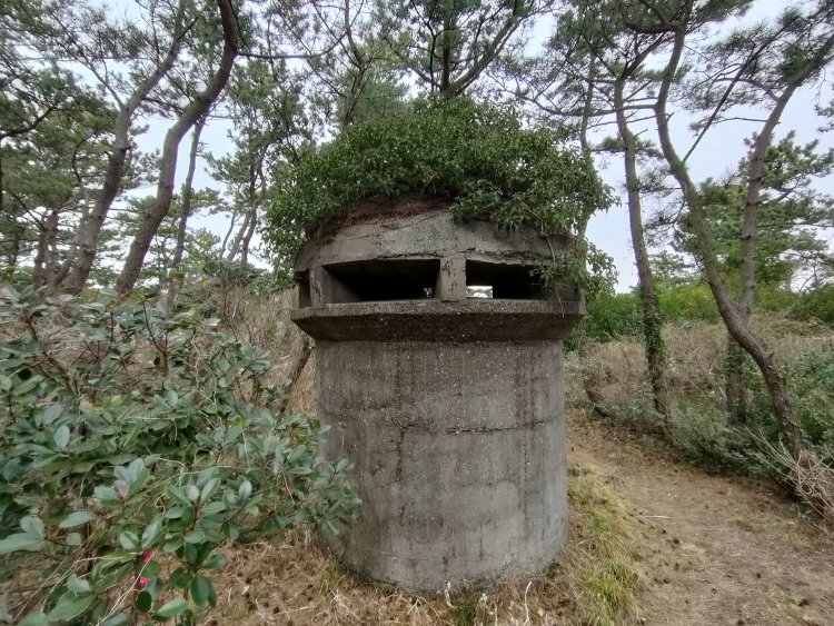 正面から見るとまた表情に変化があった。窓は三箇所にある 右側から見たフォルム。ふさふさの緑が頭部に生えていて生き物のように見えてきた。