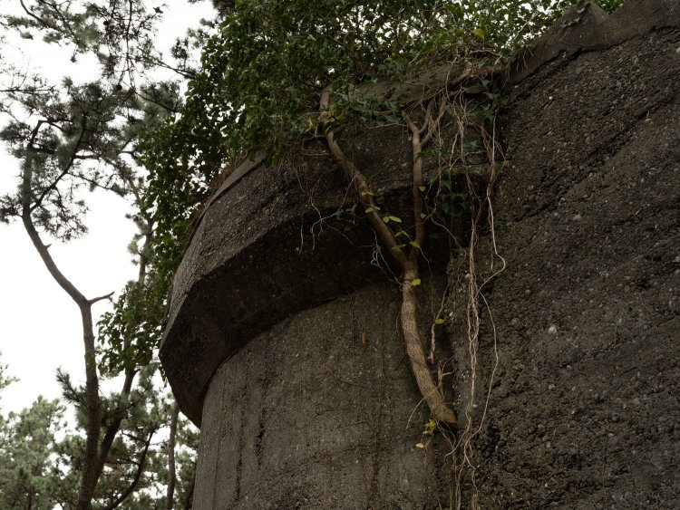 頭部の緑はどうやら遮蔽壁から生え出してきた若木によるもののようだ。しっかりと根を張っている。