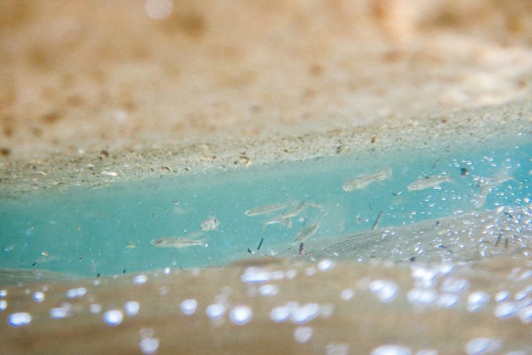 【カメラガールズ】野尻湖