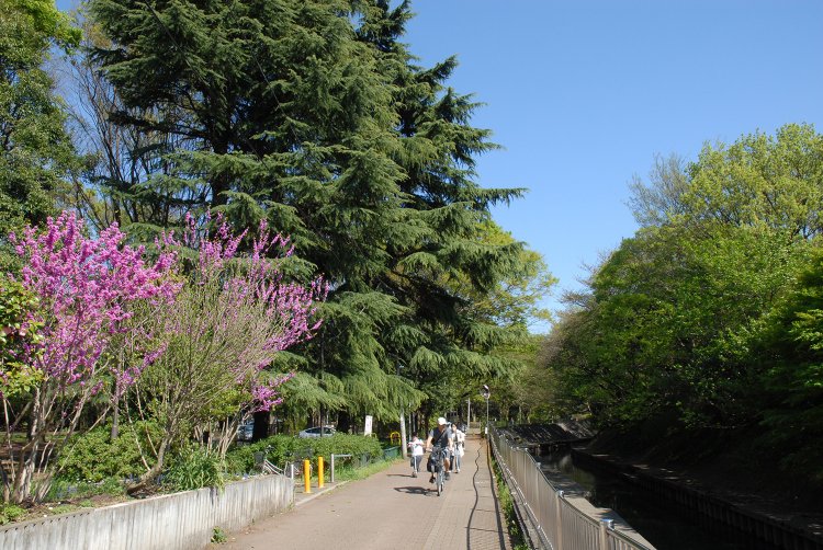 善福寺川緑地（ぜんぷくじがわりょくち）