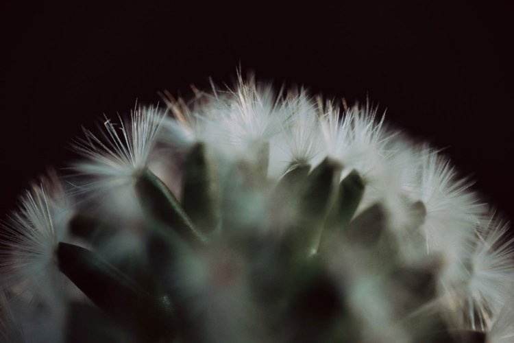 カメラガールズ