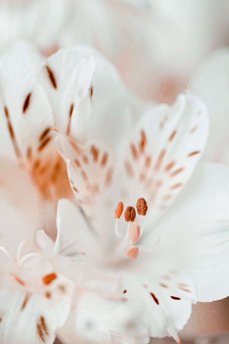 カメラガールズ