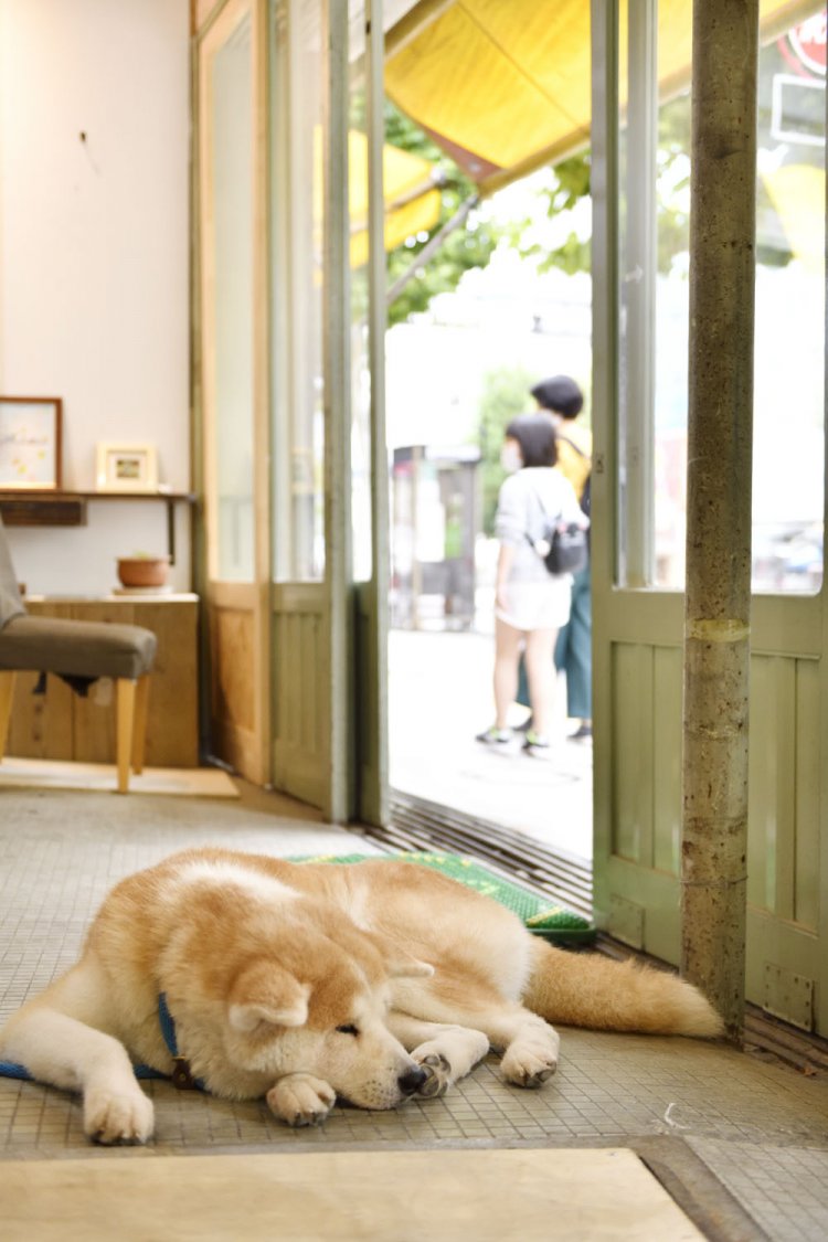 プロジェクトを率いる中村政人さんの愛犬・ののにも運がよければ合えるかも。