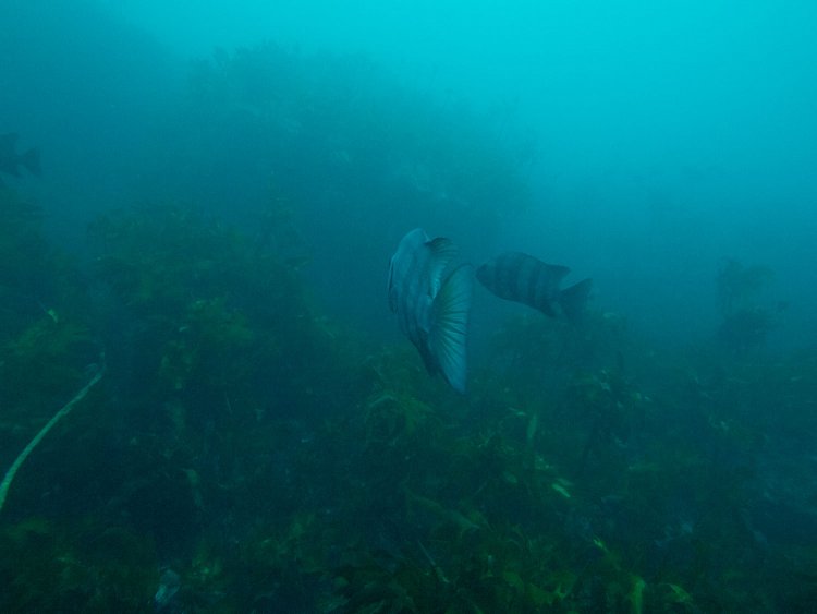 このように濁っているが相模湾としては良いほうらしい。ほどなくしてイシダイと遭遇する。