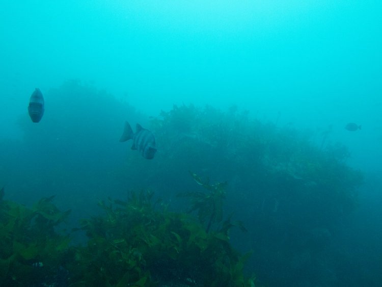 イシダイの群れに見とれそうになる。背後に平らな物体が二つ現れた。第2ホームの跡とのことだ。物体を見つけたとき自然のものとは違うと直感した。