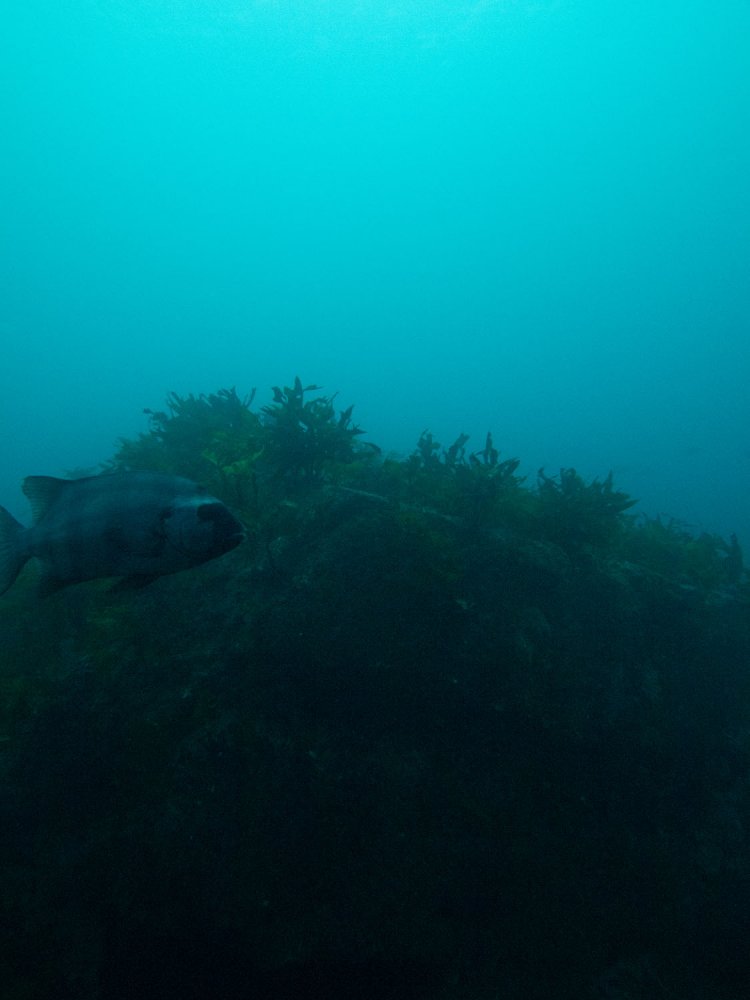 ホームの部分と思しき塊。上面が平らなのがわかる。イシダイが……。