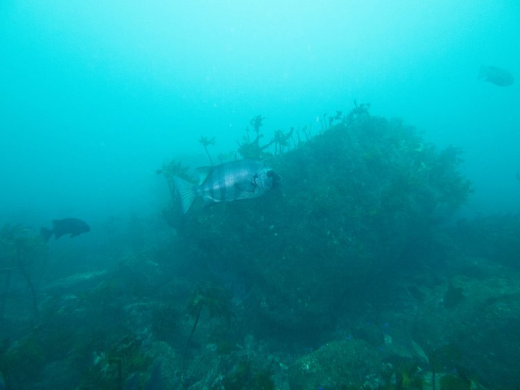 第3ホームの遺構らしい。擁壁のようにも見える。