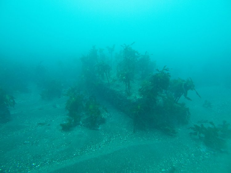 横たわる長方形の物体が遺構かと思われる。海藻が遺構に根を下ろしてゆらゆらと揺れていた。