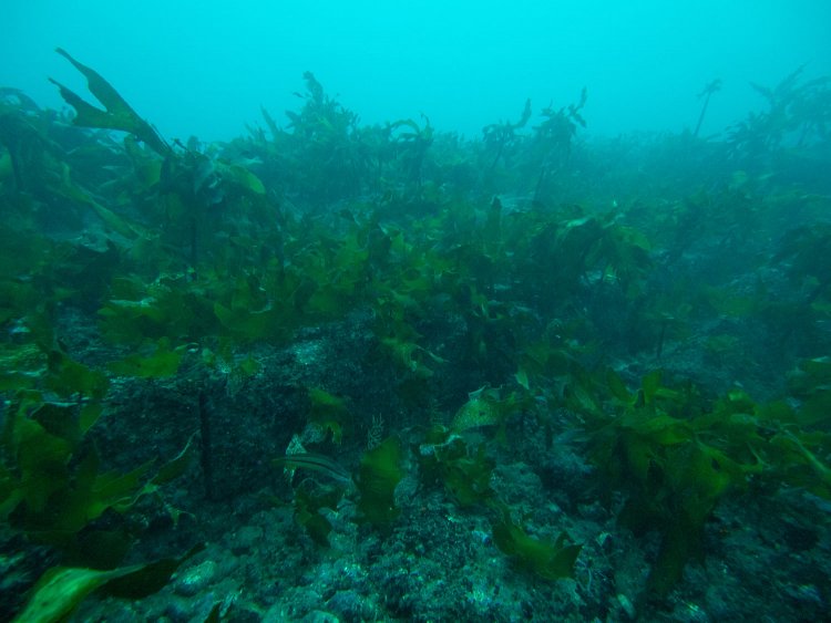 これはどのホームか失念したが、石垣がずらっと並んでいて、ホーム側面部の石垣に酷似している。ストロボを当てると石垣の色味がはっきりした。