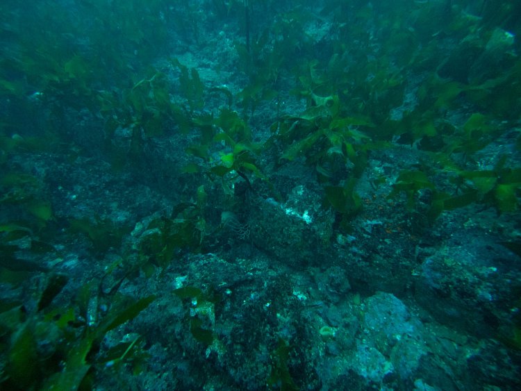 石垣部分を上から見る。段々になっているような気がする。