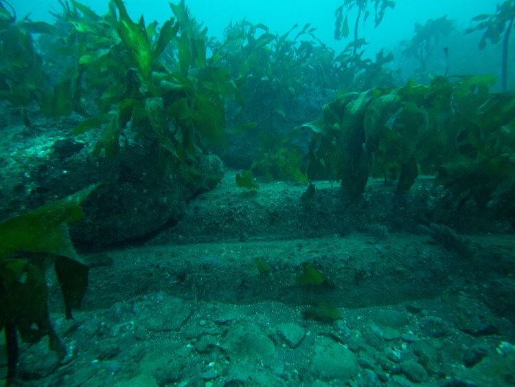 別の場所に移動すると海藻の隙間から階段状の遺構が見えた。