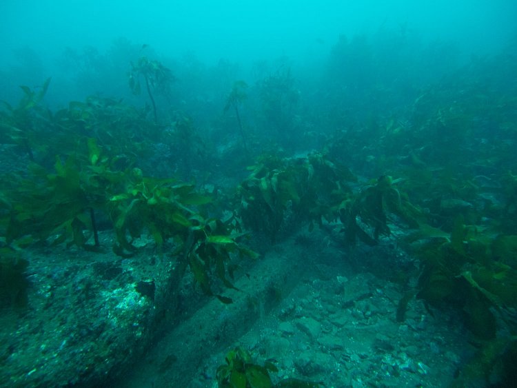 階段なのかあるいは擁壁が横たわっているのか。何かの遺構であることには違いない。