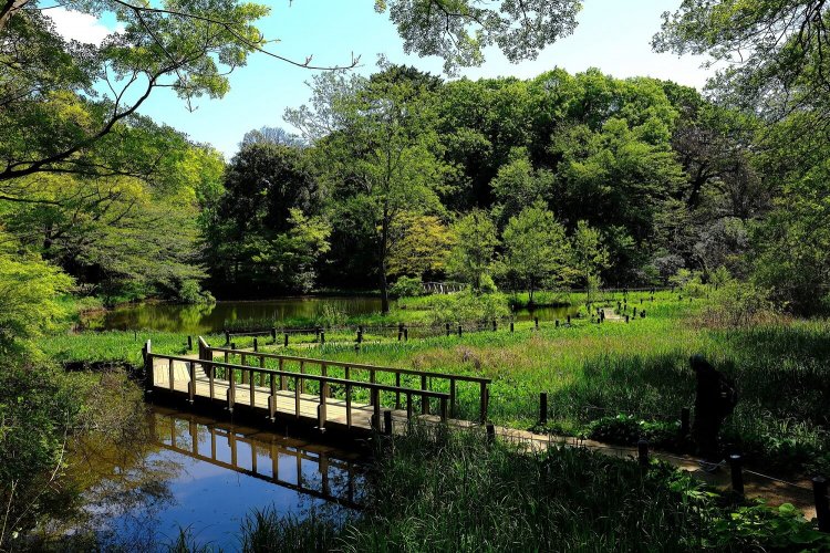 駅からハイキング2203 (11)