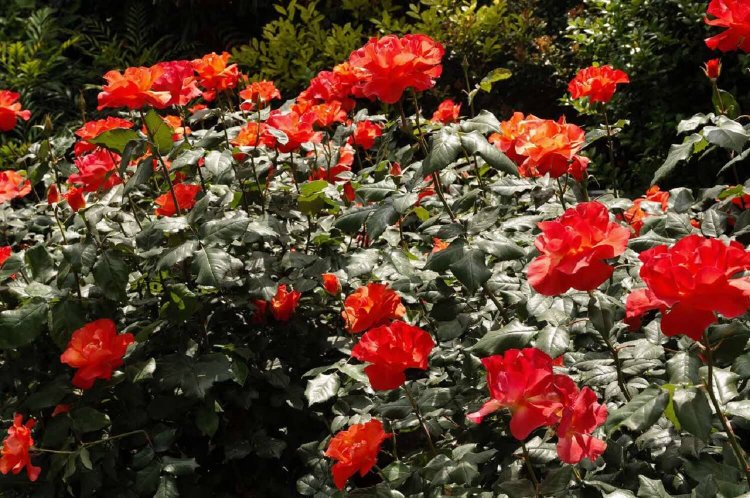 プリンセスミチコ