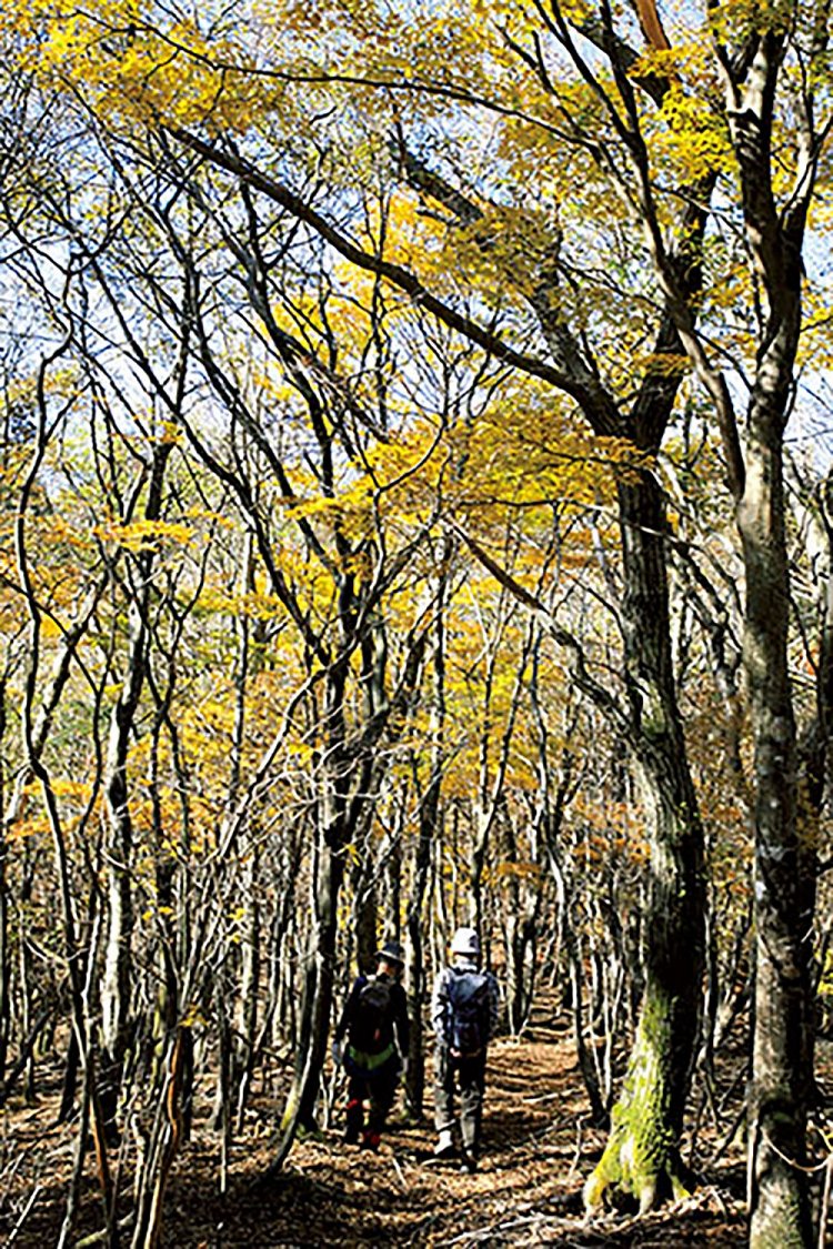 黒岳の山頂付近の紅葉。紅葉の時季は多くのハイカーで賑わう。