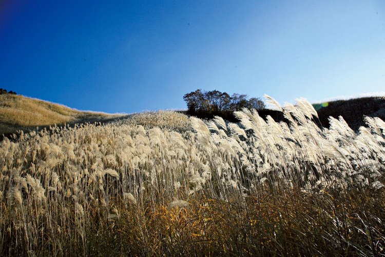 越前岳から下った十里木高原は一面ススキの野原。西日を浴びて、光輝いていた。