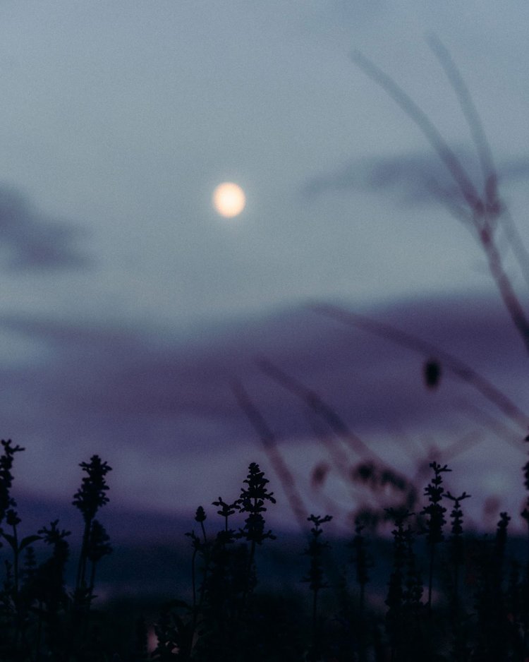 Sony a7RⅢ / Sony FE 85mm F1.4 GM