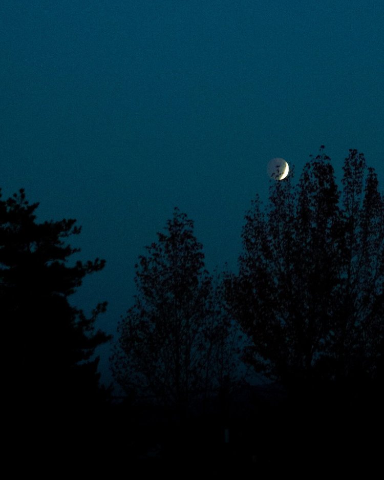 Sony a7RⅢ /Sony FE 50mm F1.2 GM