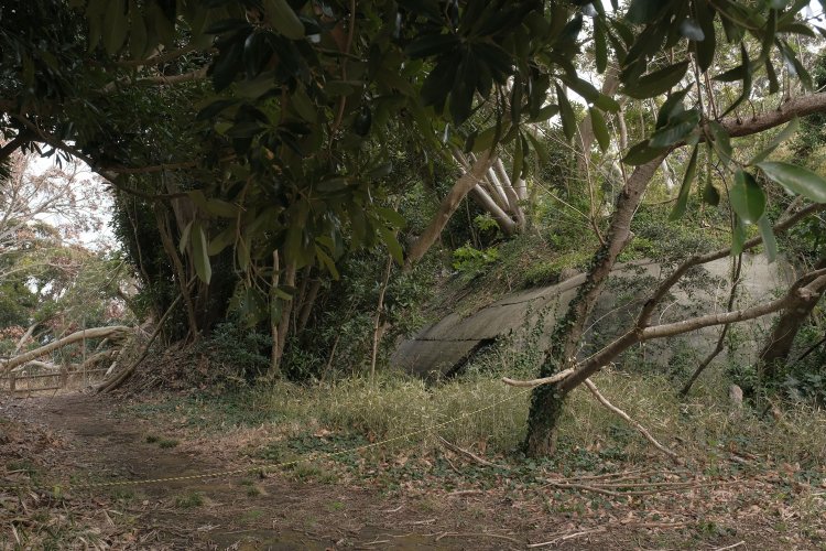 やっと見つけた発電所跡。遺跡感がぷんぷん漂うほど樹木で覆われている。