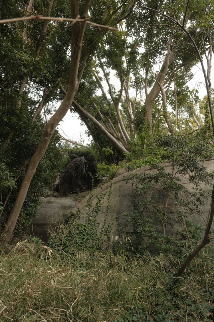 ロープの外側から。かまぼこ状の構造物から立派な木が生えて成長している。こういう光景を「アンコールワット的」と言うのか「ラピュタ的」と言うのか。