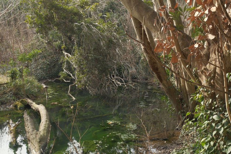 坂を下ると現れる池。地図には火薬庫と記載されていたが遺構は見当たらず……。