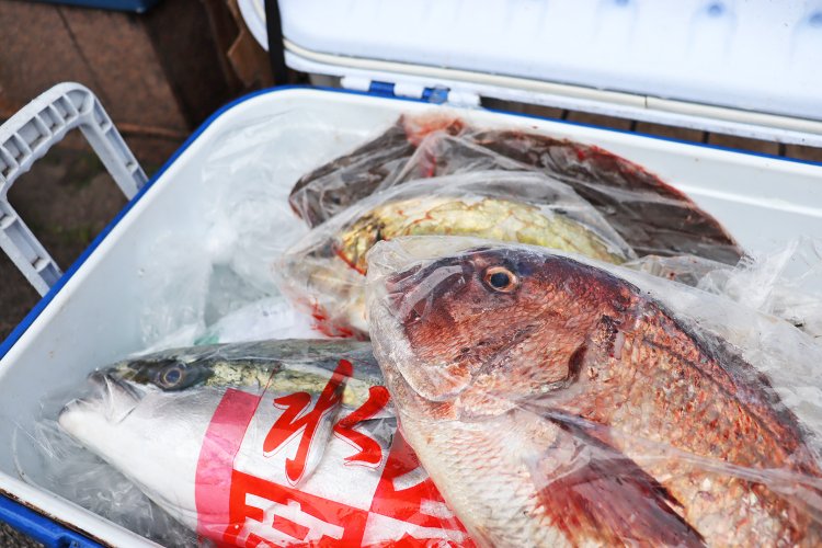 元鮮魚店主の石居社長が毎朝豊洲市場で買い付ける選りすぐりの鮮魚。