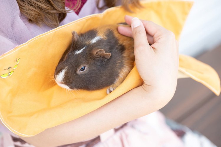 【荒川102】『あらかわ遊園』最速レポート