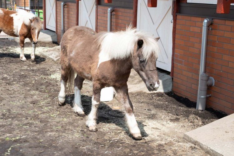 【荒川102】『あらかわ遊園』最速レポート