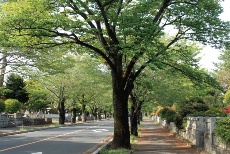 多磨霊園