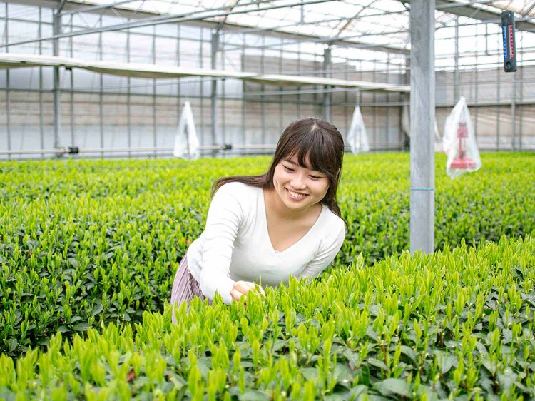 【Re:leaf Record】はじめてのお茶摘み体験！