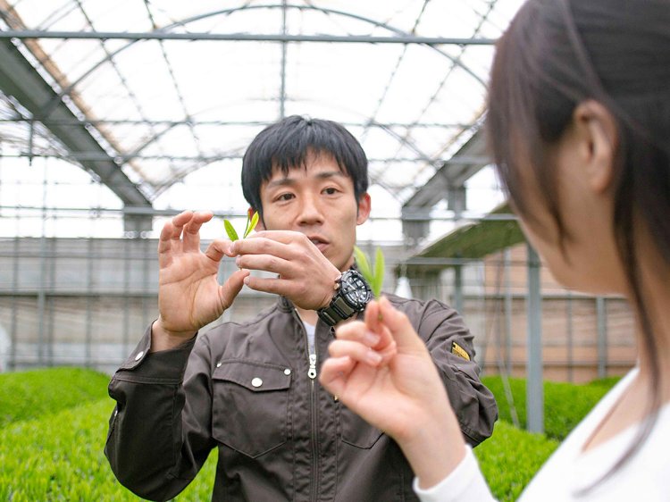 【Re:leaf Record】はじめてのお茶摘み体験！