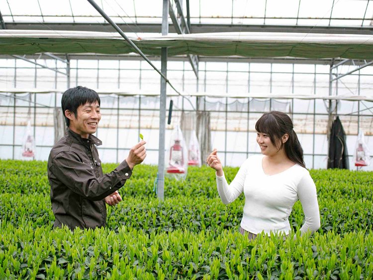 【Re:leaf Record】はじめてのお茶摘み体験！