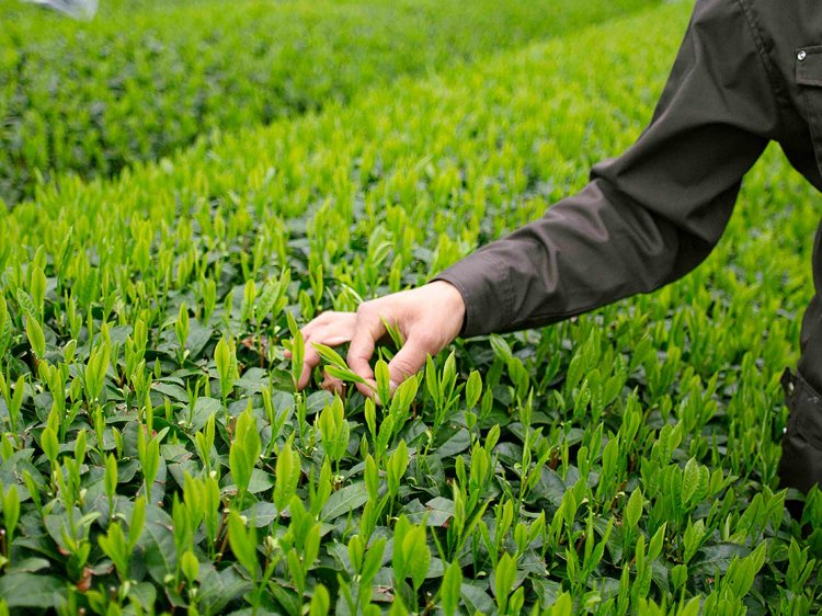 【Re:leaf Record】はじめてのお茶摘み体験！