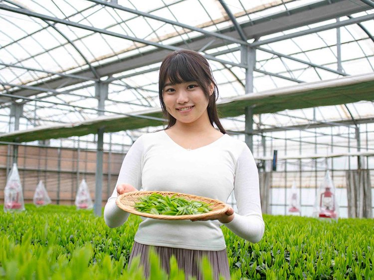 【Re:leaf Record】はじめてのお茶摘み体験！