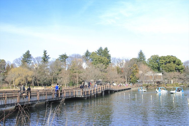 井の頭池の中央を走る七井橋の踊り場が、四方田先生のお気に入りスポット。犬を連れて散歩する人たちも多い。