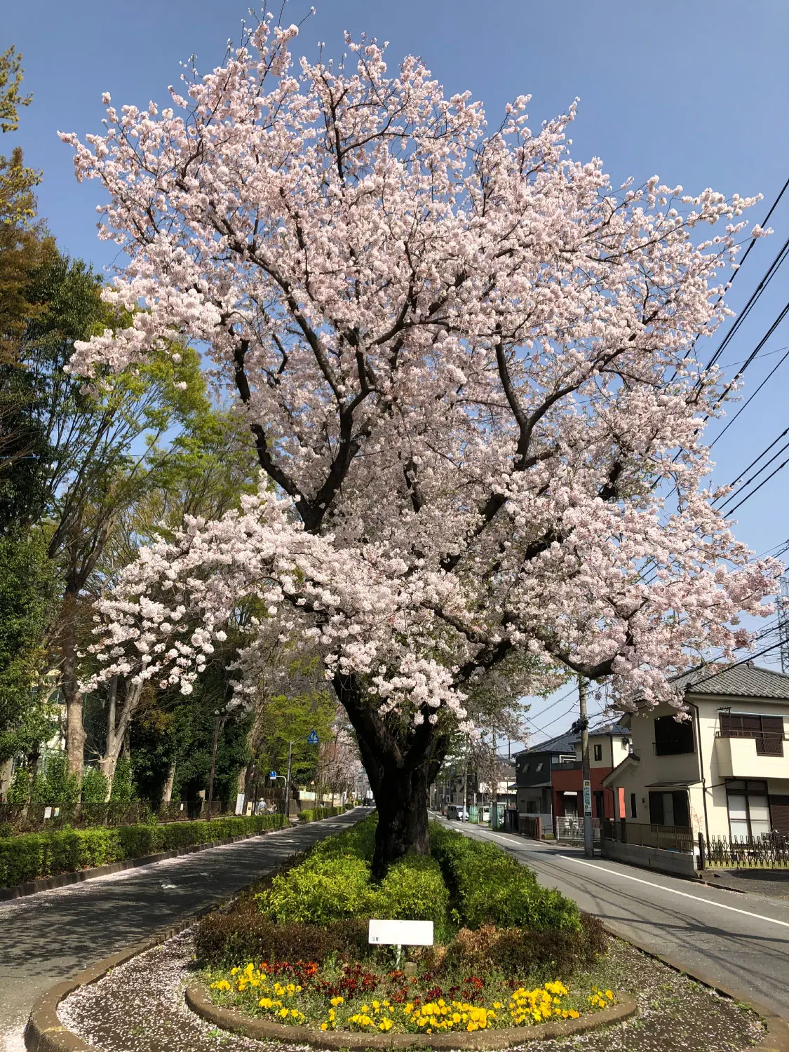 花言葉とともに見る美しい四季折々の無言板 さんたつ By 散歩の達人