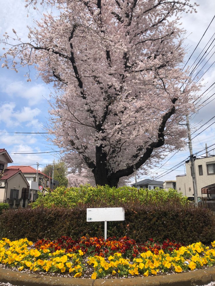 Full bloom with no words 《満開で言うことなし》