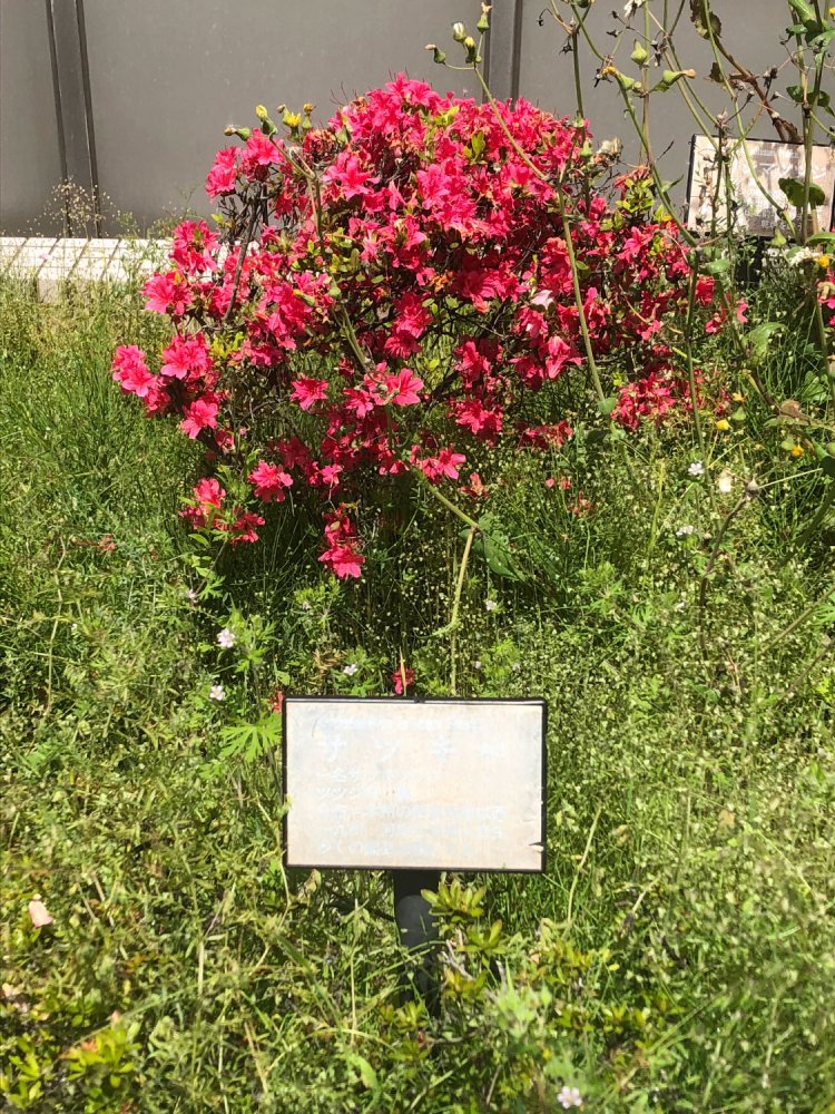 Identifiable when it blooms《咲けばわかる》