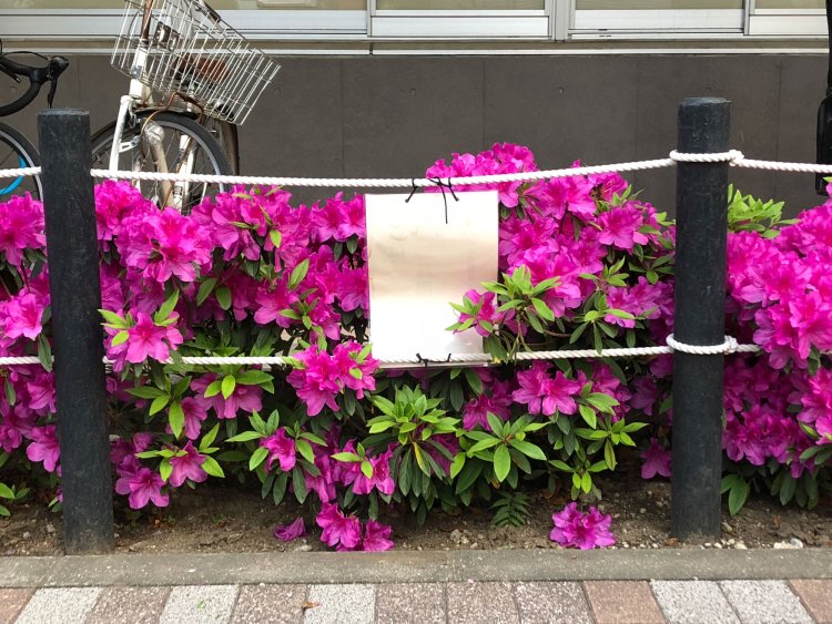 Double ropework《二重のロープワーク》