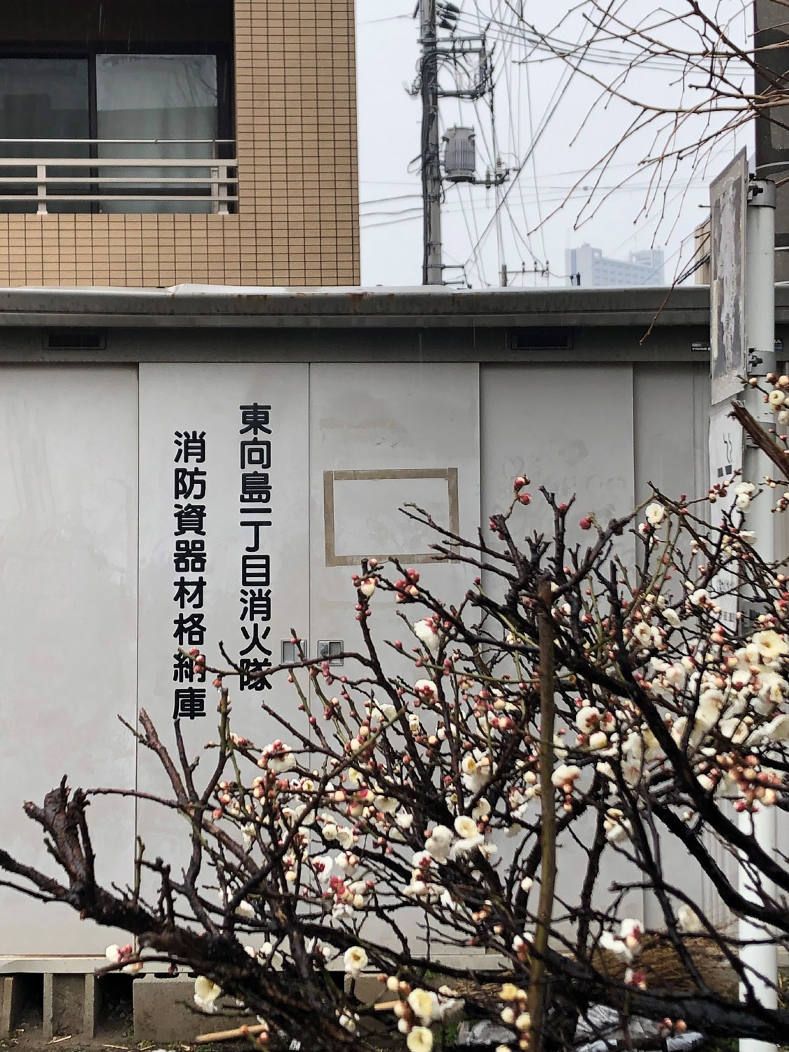 White plum blossoms in the downtown Tokyo《東京下町白梅図》