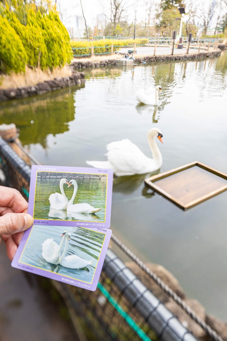 白鳥のカードももらえるよ！