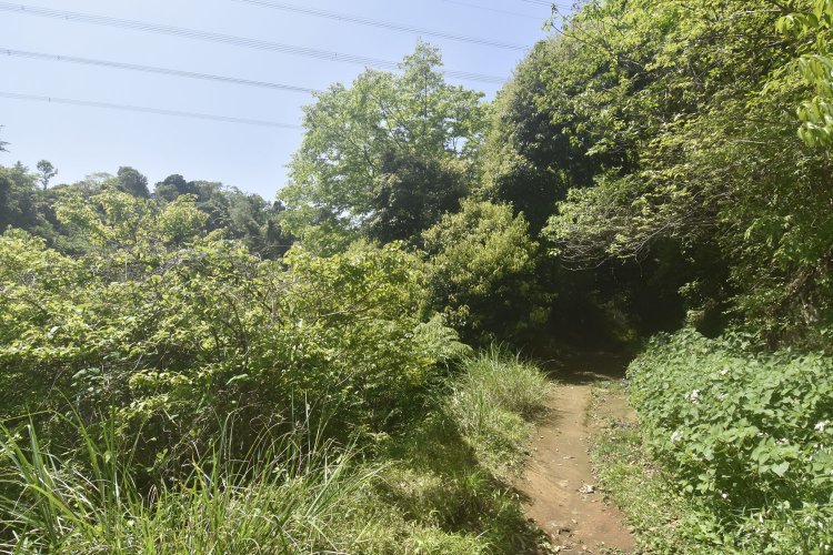 気持ちの良い山道がしばらく続く。