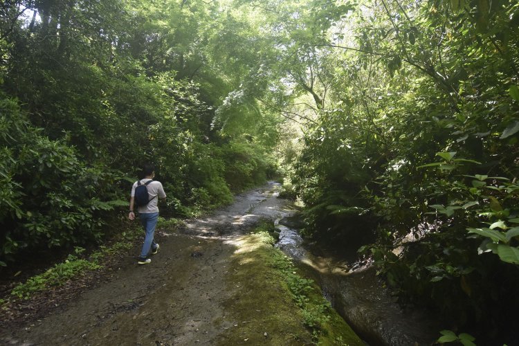 木陰と水の流れのおかげで清涼感溢れる山歩きが楽しめる。