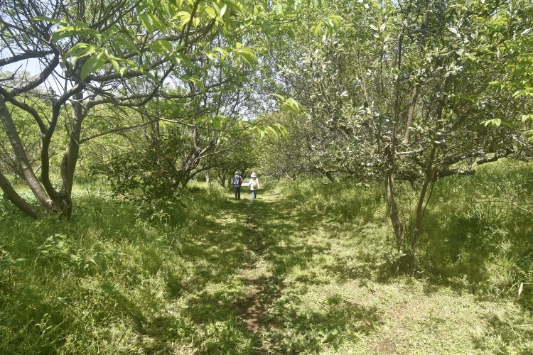 果樹園内にはさまざまな樹木が植えられていた。