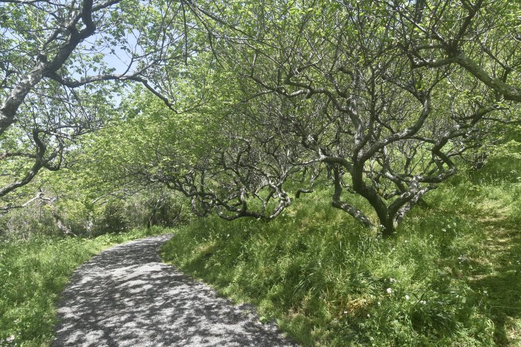 上総介広常の館があったと言われる十二所果樹園。