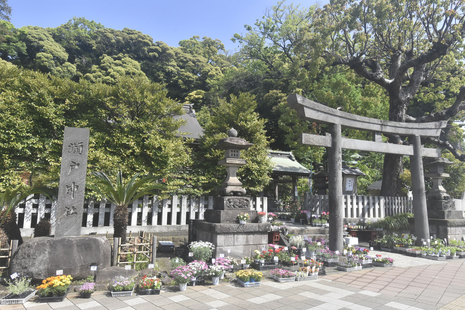 六浦の中心的存在だった瀬戸神社。