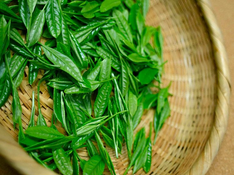 【Re:leaf Record】生葉から煎茶や紅茶を作ってみよう