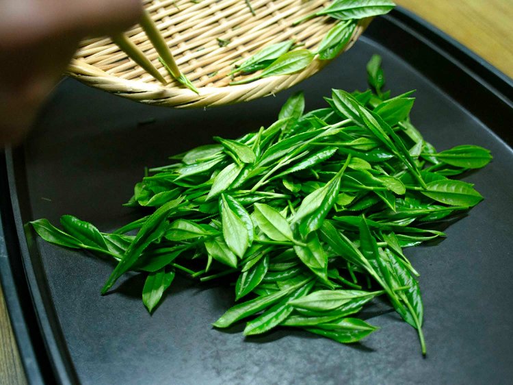 【Re:leaf Record】生葉から煎茶や紅茶を作ってみよう